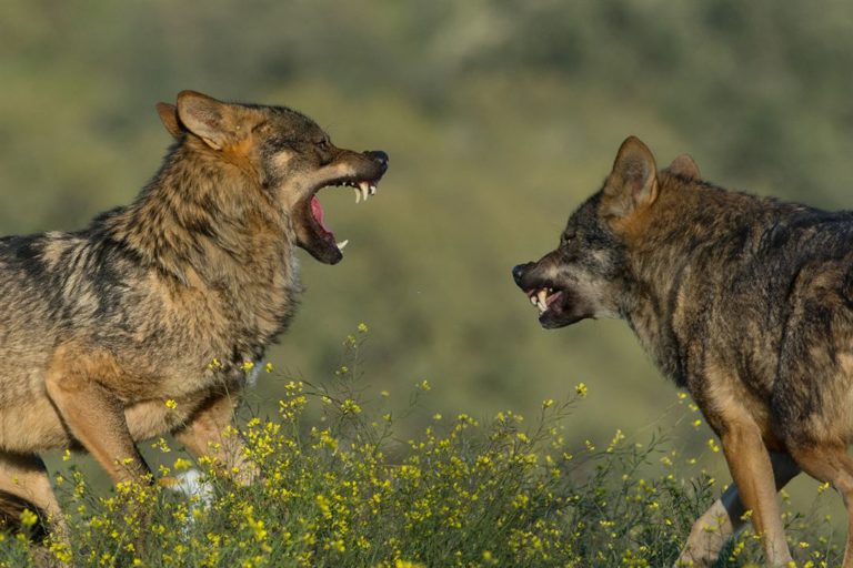 Barbacana La Huella Del Lobo Online
